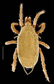   Phytoseius oreillyi  (DEW)
