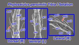  Phytoseiulus persimilis  tibia I