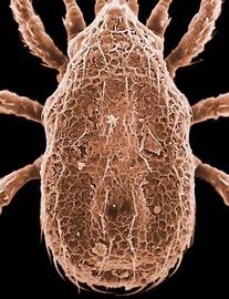 Dorsum of  Cheiroseius  sp.