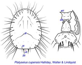  Platyseius cupensis  female dorsum and venter