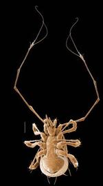   Podocinum  venter (DEW)
