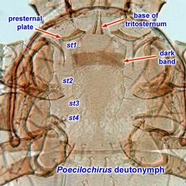  Poecilochirus  deutonymph