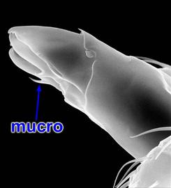   Proctolaelaps  chelicera
