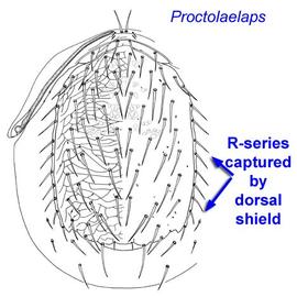 Dorsal shield of  Proctolaelaps  sp.