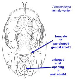  Proctolaelaps  female venter