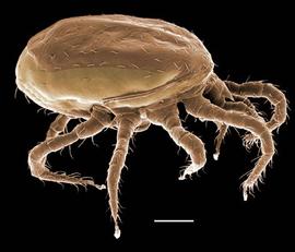   Proctolaelaps   lobatus 
