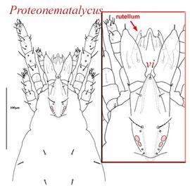   Proteonematalychus 
