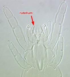  Venter  Proteonematalychus 
