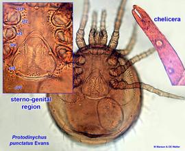  Protodinychus punctatus  female (MM, DEW)