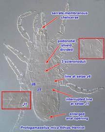  Protogamasellus mica  dorsal