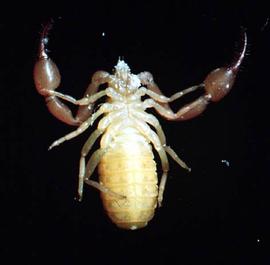 Pseudoscorpion venter (DEW)