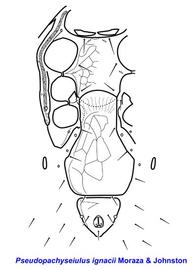  Pseudopachyseiulus ignacii  female venter