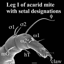  Rhizoglyphus  leg I (DEW)