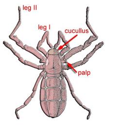  Pseudocellus  sp. (DEW)