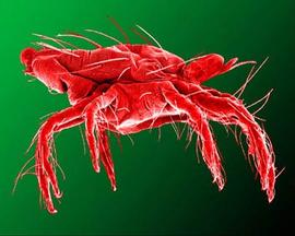 Male spider mite lateral view