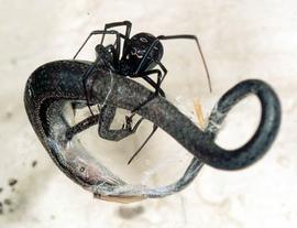 Redback and skink (HCP)