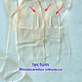   Rhodacarellus  tectum (epistome)
