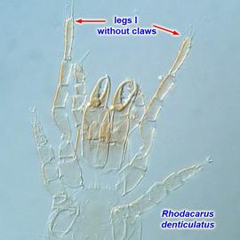  Rhodacarus denticulatus 