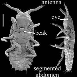 Hemiptera scale insect crawler stage (DEW)