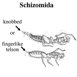 Schizomid flagellum (CB, DEW)