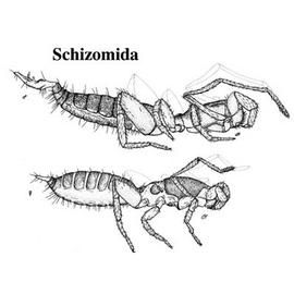 Male and female schizomid (Northern Territory) (CB, DEW)