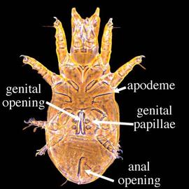 Inverted-V arrangement of sclerites;  Schweibia  venter (DEW)