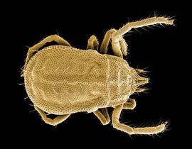  Sellnickia  sp. (DEW)