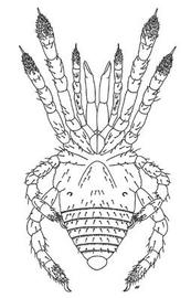 Venter of a sironid opilionid (CB)