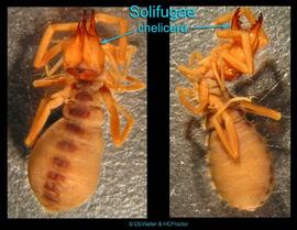 Solifugid (Chiapas) (DEW, HCP)