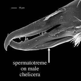 Spermatotreme on male chelicera (DEW)