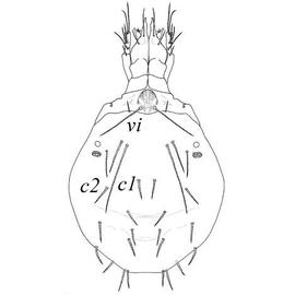 Body chaetome reduced; setae  c3-4  absent