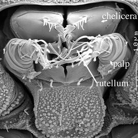  Sphaerochthonius  mouthparts (DEW)