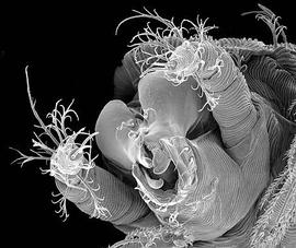  Hybalicus  mouthparts (DEW)