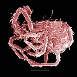 Globular mite;  Sphaerolichus  (DEW)