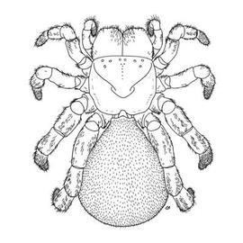 Dorsal view of spider (CB)