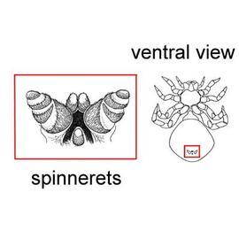 Spinnerets on a spider's abdomen (CB)