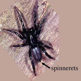 Spinnerets (HCP, DEW)
