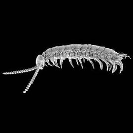 Symphylan lateral view (DEW)