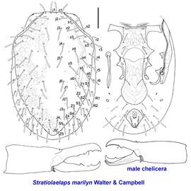  Stratiolaelaps marilyn 