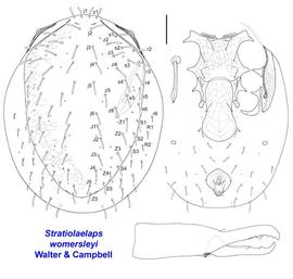  Stratiolaelaps womersleyi 