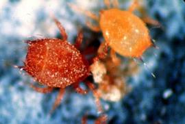   Epicriopsis  female and nymph (Sejida)
