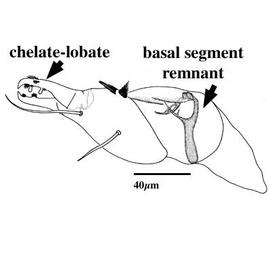 Chelicera of  Sphaerolichus  sp. (CH, DEW)