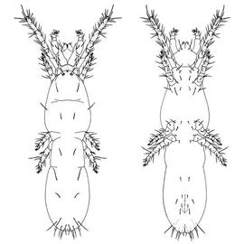  Stigmocheylus  anystine with elongate body (CH, DEW)