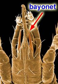  Stratiolaelaps  subcapitulum with bayonet corniculi