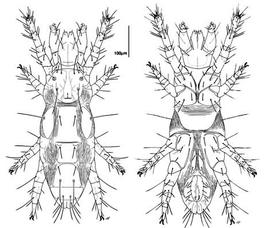 Tarsocheylid (DEW, CH)