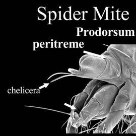 Chelicerae with fixed digit reduced and movable whiplike digit