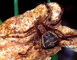 Thomisid spider (HCP)