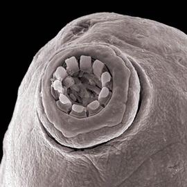 Mouth of predatory tardigrade (DEW, MB)