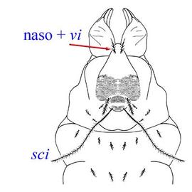 Prodorsal setae  sci ;  Alicorhagia  prodorsum (CH, DEW)