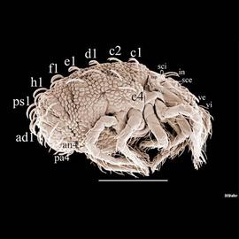  Terpnacarus  setation with primary segmentation (DEW)